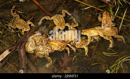 Crapauds communs (Bufo bufo), souche de plusieurs mâles crapauds communs et d'une femelle, migration des crapauds, Thuringe, Allemagne Banque D'Images