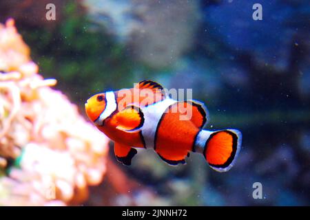 Un clownfish, ressemblant au personnage de dessin animé Nemo, nage dans un réservoir à l'aquarium Shedd de Chicago Banque D'Images