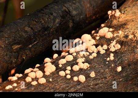 Les champignons poussent sur une bûche de bois humide brûlée. Banque D'Images