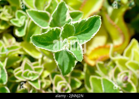 Origan cubain, LAMIACEAE ou menthe mexicaine ou Plectranthus amboinicus variegatus ou thym espagnol ou origan Banque D'Images