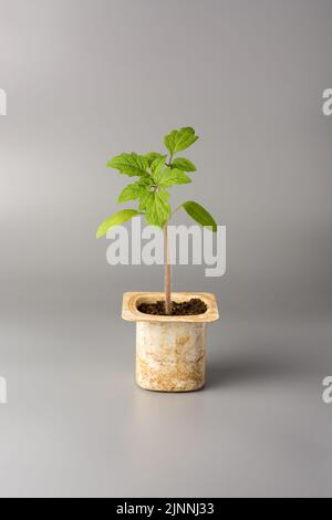jeune usine de tomate cultivée dans une vieille tasse ou un récipient en plastique recyclé isolé sur fond gris, concept de jardinage Banque D'Images