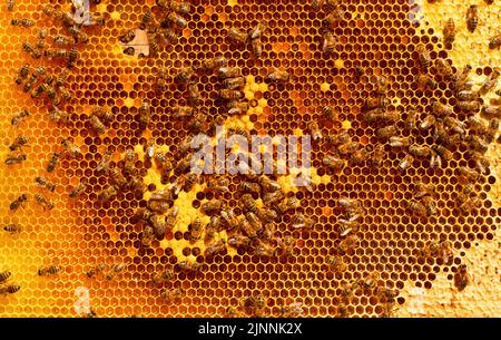 Cadre avec couvain d'abeille fermé et miel. Banque D'Images