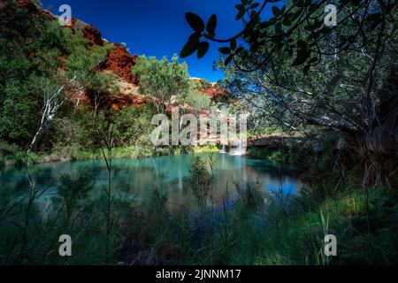 Une image de ciel bleu magnifique, piscine à fougères, chute d'eau dans la gorge de Dales, parc national de Karijini, Australie occidentale Banque D'Images