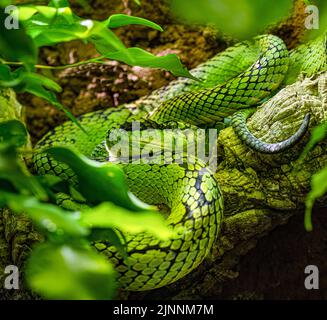 Pitviper vert sri lankais (Trimeresurus trigonocephalus), portrait, endémique au Sri Lanka Banque D'Images