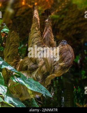 Sloth à deux doigts. La mère et le cub pendent d'une branche. Banque D'Images