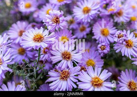 Beaucoup de fleurs odorantes en gros plan. Arrière-plan avec fleurs violettes. Banque D'Images