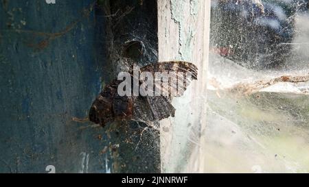 Un papillon ou un papillon mort suspendu dans une vieille toile d'araignée. Vu dans une maison déserte en Allemagne Banque D'Images