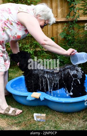 Cocker chien d'Espagne (Canis familiaris) ayant un bain et le savon de lavage de Hook Norton Oxfordshire Angleterre royaume-uni Banque D'Images