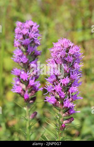 Blazing Star Liatris spicata Banque D'Images