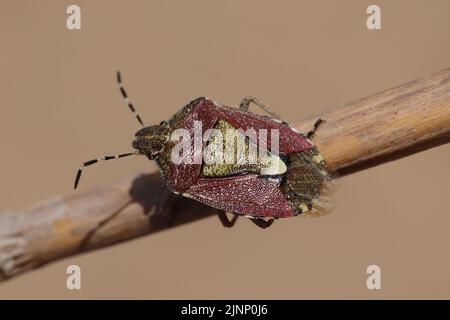 Insecte de protection des cheveux alias sloe Bug Dolycoris baccarum Banque D'Images