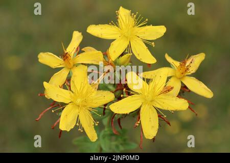 Perforer St John's-Millepertuis Hypericum perforatum Banque D'Images