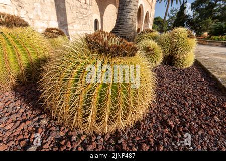 Palma de Majorque, Espagne. Cactus ou cactus dans la cour extérieure du Palau Reial de l'Almudaina (Palais Royal de la Almudaina) Banque D'Images