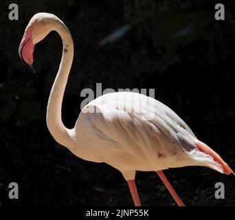 Salzbourg, Autriche. 5th août 2020. Flamant rose (Phoenicopterus roseus) au zoo de Salzbourg. (Credit image: © Igor Golovniov/SOPA Images via ZUMA Press Wire) Banque D'Images