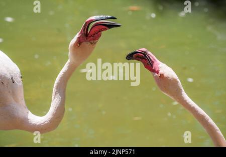 Salzbourg, Autriche. 5th août 2020. Flamant rose (Phoenicopterus roseus) au zoo de Salzbourg. (Credit image: © Igor Golovniov/SOPA Images via ZUMA Press Wire) Banque D'Images