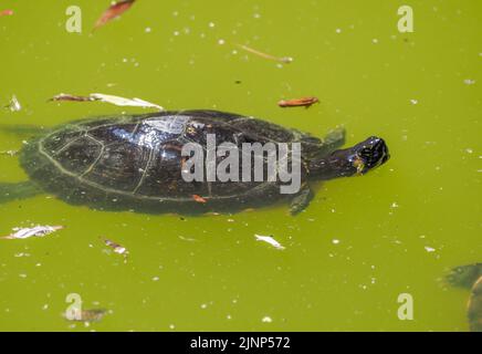 Salzbourg, Autriche. 5th août 2020. Tortue dans l'étang au zoo de Salzbourg. (Credit image: © Igor Golovniov/SOPA Images via ZUMA Press Wire) Banque D'Images