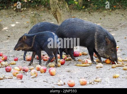 Salzbourg, Autriche. 5th août 2020. Peccary à col au zoo de Salzbourg. (Credit image: © Igor Golovniov/SOPA Images via ZUMA Press Wire) Banque D'Images