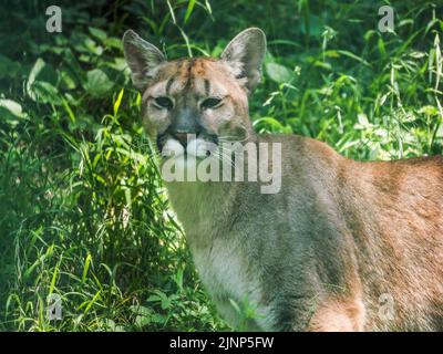 Salzbourg, Autriche. 5th août 2020. Cougar en stylo ouvert au zoo de Salzbourg (Credit image: © Igor Golovniov/SOPA Images via ZUMA Press Wire) Banque D'Images