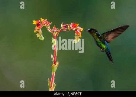 Image de contre-jour d'un colibri à gorge fiery utilisant multi flash, Costa Rica Banque D'Images