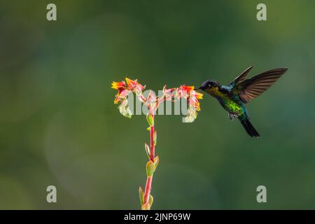 Image de contre-jour d'un colibri à gorge fiery utilisant multi flash, Costa Rica Banque D'Images