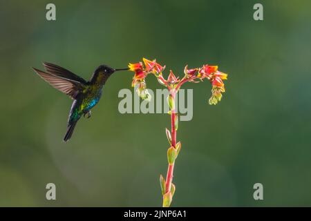 Image de contre-jour d'un colibri à gorge fiery utilisant multi flash, Costa Rica Banque D'Images