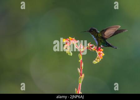 Image de contre-jour d'un colibri à gorge fiery utilisant multi flash, Costa Rica Banque D'Images