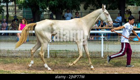 Portrait du cheval akhal-teke, avant la course de cheval, Nord du Caucase. Banque D'Images