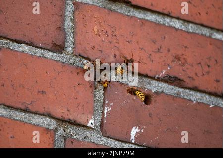 Activité intense à l'entrée d'un nid hornet dans une maçonnerie avec garde hornet et ventilation (Vespa crabro) Banque D'Images