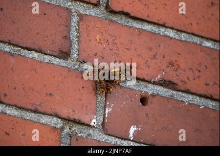 Activité intense à l'entrée d'un nid hornet dans une maçonnerie avec garde hornet et ventilation (Vespa crabro) Banque D'Images