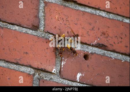 Activité intense à l'entrée d'un nid hornet dans une maçonnerie avec garde hornet et ventilation (Vespa crabro) Banque D'Images