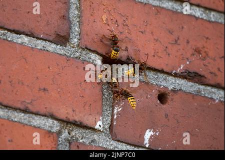 Activité intense à l'entrée d'un nid hornet dans une maçonnerie avec garde hornet et ventilation (Vespa crabro) Banque D'Images