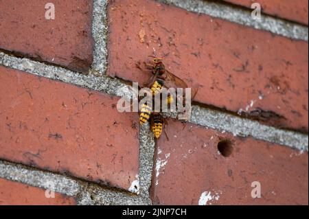 Activité intense à l'entrée d'un nid hornet dans une maçonnerie avec garde hornet et ventilation (Vespa crabro) Banque D'Images