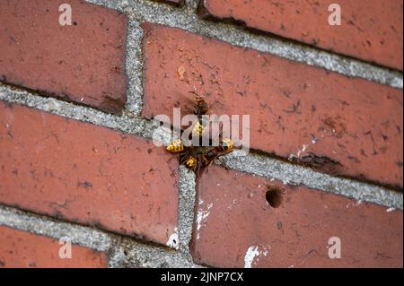 Activité intense à l'entrée d'un nid hornet dans une maçonnerie avec garde hornet et ventilation (Vespa crabro) Banque D'Images