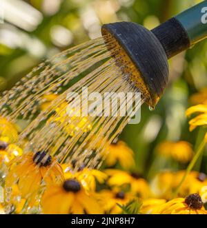 Wimbledon, Londres, Royaume-Uni. 13 août 2022. Avec Londres une fois de plus balancer dans le haut 30s Thames Water annoncer une possible interdiction d'hosépipe et demander aux gens d'utiliser l'eau avec soin pendant l'été le plus sec pendant 50 ans. Les jardiniers doivent utiliser les plantes avec un arrosoir et oublier l'arrosage des pelouses. Crédit : Malcolm Park/Alay Live News Banque D'Images