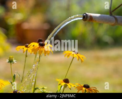 Wimbledon, Londres, Royaume-Uni. 13 août 2022. Avec Londres une fois de plus balancer dans le haut 30s Thames Water annoncer une possible interdiction d'hosépipe et demander aux gens d'utiliser l'eau avec soin pendant l'été le plus sec pendant 50 ans. Les jardiniers doivent utiliser les plantes avec un arrosoir et oublier l'arrosage des pelouses. Crédit : Malcolm Park/Alay Live News Banque D'Images