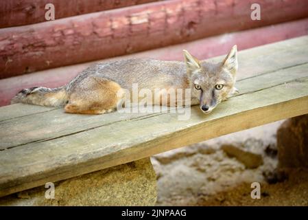 Le renard corsac de Corsac - Vulpes est un renard de taille moyenne que l'on trouve dans les steppes, les semideserts et les déserts d'Asie centrale, allant en Mongolie et au nord du CH Banque D'Images