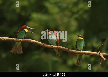 Les apiculteurs européens (Merops apiaster) interagissent sur l'endroit où l'on peut s'asseoir ; ce sont des oiseaux très sociaux colorés. Banque D'Images