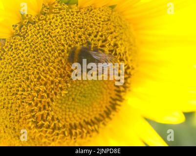 Tête de tournesol à bourdon août 2022 Banque D'Images