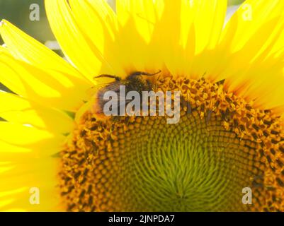 Tête de tournesol à bourdon août 2022 Banque D'Images