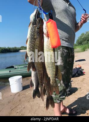 Le pêcheur tient le brochet pris dans ses mains. Il se trouve sur la rive de la rivière. Un bateau en caoutchouc est visible en arrière-plan. Banque D'Images