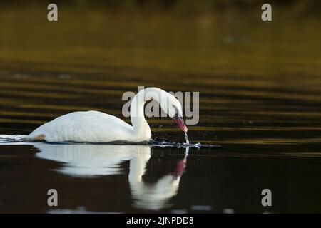 Cygne trompettiste (Cygnus buccinator), juvénile leuciste avec réflexion Banque D'Images