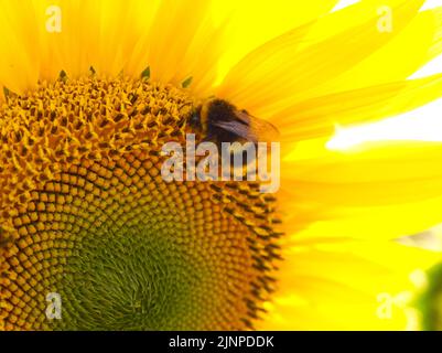 Tête de tournesol à bourdon août 2022 Banque D'Images