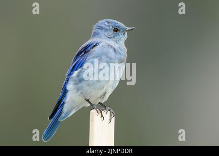 Oiseau bleu de montagne (Sialia currucoides) perché sur un poste de neige Banque D'Images