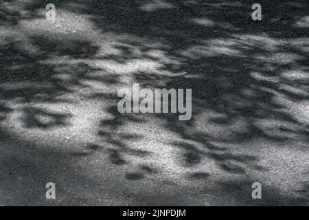 L'image presque monochromatique du soleil s'est abattée sur des ombres à feuilles suspendues sur une ruelle rurale de campagne de Cornouailles. A appliqué les feuilles de lumière, dans l'ombre. Banque D'Images