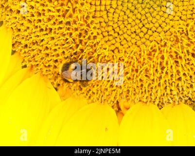 Tête de tournesol à bourdon août 2022 Banque D'Images