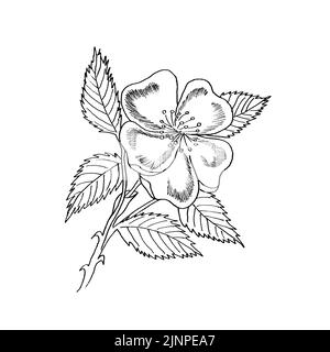 Branche graphique de la fleur de rose d'eglantine avec des barries sur fond blanc. Illustration à l'encre noire et blanche dessinée à la main. Banque D'Images