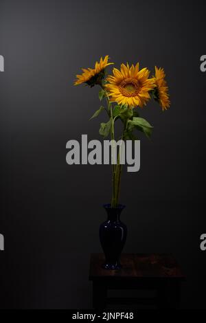 Tournesol jaune en fleurs dans un vase bleu sur fond sombre moody Banque D'Images
