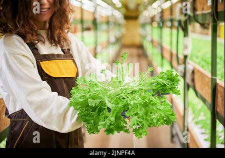 Gros plan de la femme tenant une plante verte feuillue - salade frisée sur fond flou. Jeune femme jardinier avec des verts verdoyants debout en serre. Mettre l'accent sur la plante verte. Banque D'Images