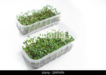 Microgreens dans des conteneurs sur fond blanc. Isoler Banque D'Images