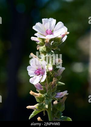 Fleur sauvage Althaea officinalis dans le jardin. Banque D'Images