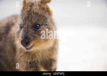 La plus heureuse quokka animale, en gros plan, Rottnest Island, à Perth, en Australie occidentale Banque D'Images